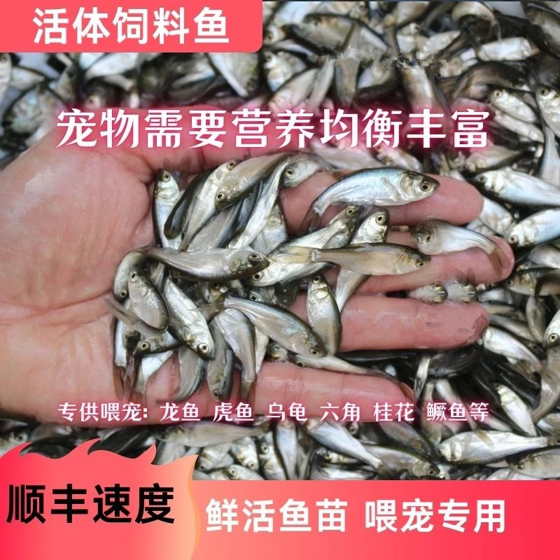 活体饲料鱼喂金龙桂花鲈鳜龟