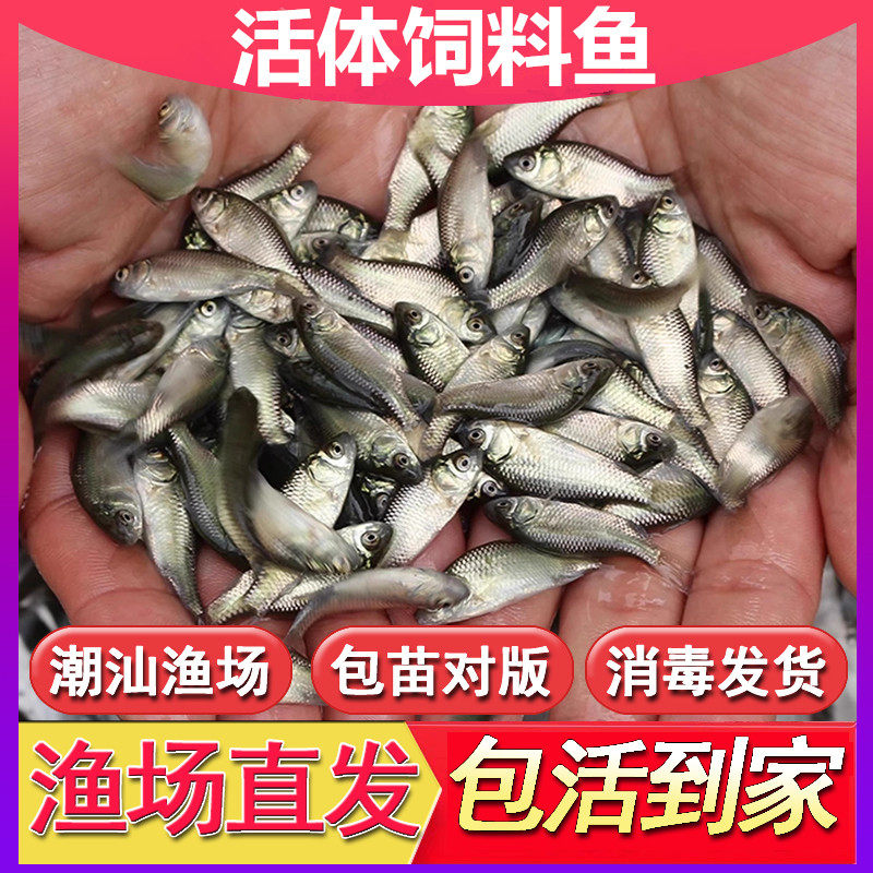 土鲮鱼鱼苗活体饲料鱼