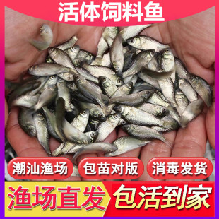 土鲮鱼鱼苗活体饲料鱼鱼料活鱼喂鳜鱼喂金龙喂乌龟喂桂花鲈鱼活饵