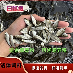 土鲮鱼白鲢麦穗鲫鱼品种随机喂金龙桂花鲈鱼六角鳜鱼龟粮活体饲料