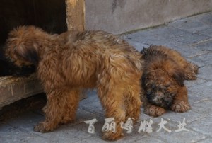 爱尔兰软毛麦色梗犬幼犬宠物狗宝宝软毛麦色梗陪孩子温顺不掉毛