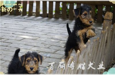 万能梗幼犬纯种梗王BOB后代聪明，勇敢，护主