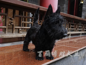 宠物狗狗苏格兰梗犬幼犬公小狗活体小型犬可爱好养带血统证书保活