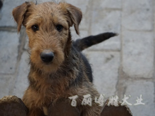 梗王 伴侣犬打猎犬 大型犬梗类犬宠物狗狗看家护卫好狗 万能梗犬