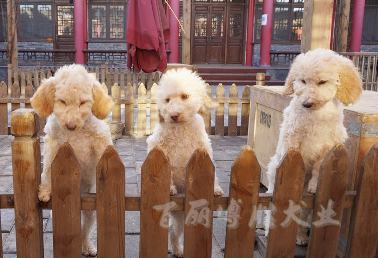 巨贵大型伴侣犬不掉毛宠物狗狗