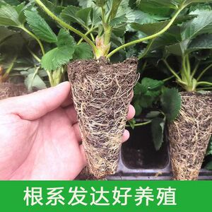 广东发货【草莓苗穴盘苗】草莓苗种苗基质苗缓苗快成活高结果早