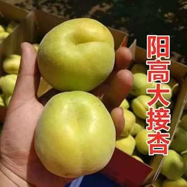 阳高头茬大接杏子新鲜水果整箱黄杏应季孕妇酸甜大果杏子