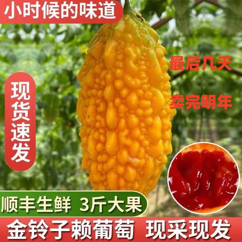 【金铃子水果】苏州现摘新鲜水果金铃子小癞瓜黄金果赖葡萄非种子