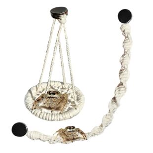 Crab Hangable Climbing Hermit Bridge Jumping Spider