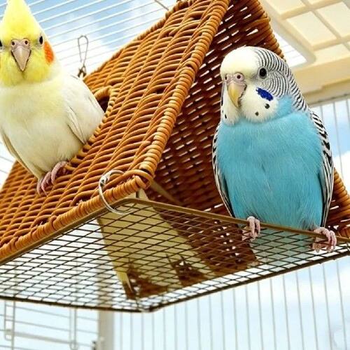 Imitate Rattan Parrots Woven Bird Nests Triangular