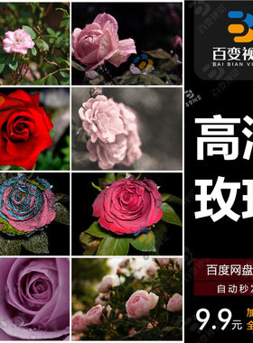高清图库玫瑰花图片 红白粉紫玫瑰花束摄影照片手机电脑壁纸素材