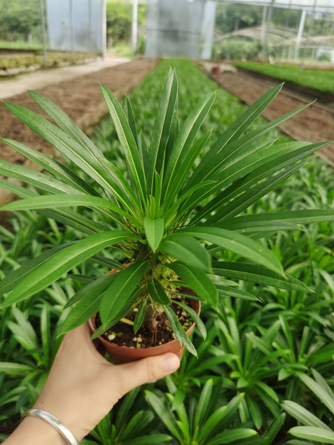 非洲霸王树 高15-18厘米  夹竹桃科  满18元包邮非偏远 择优发货