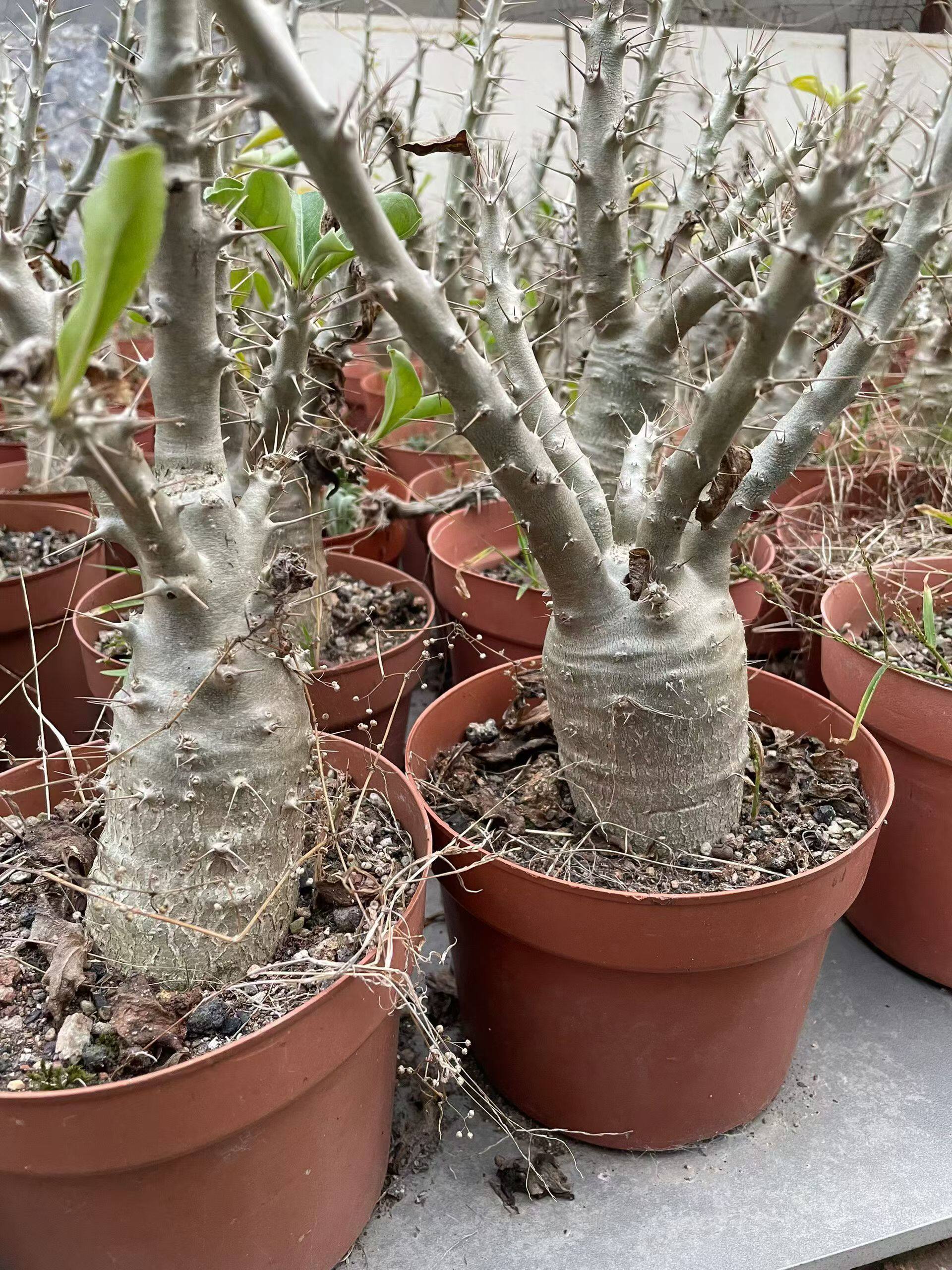 白马城 棒棰树属 实生块根多肉植物 夹竹桃科 包邮非偏远地区