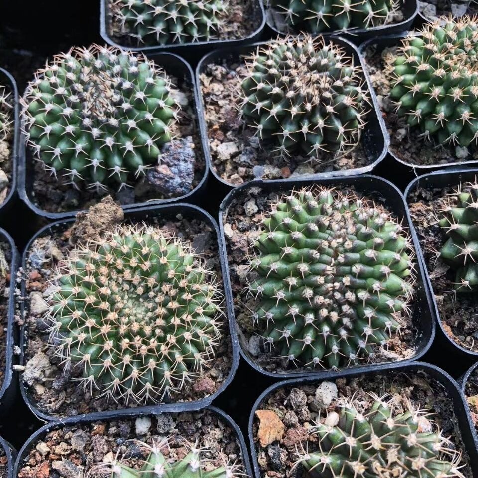 翠晃冠缀化仙人球 直径6-8厘米 实生根 满18元包邮非偏远地区