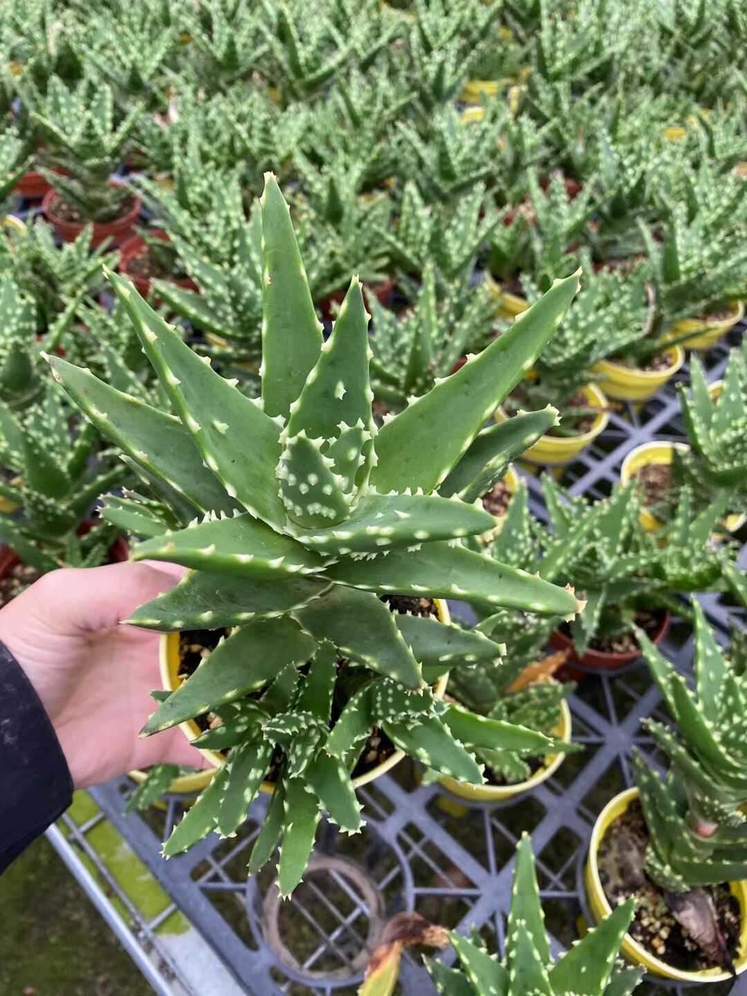 油点芦荟 冠幅9-11厘米 出状态叶尖为红褐色 包邮非偏远地区