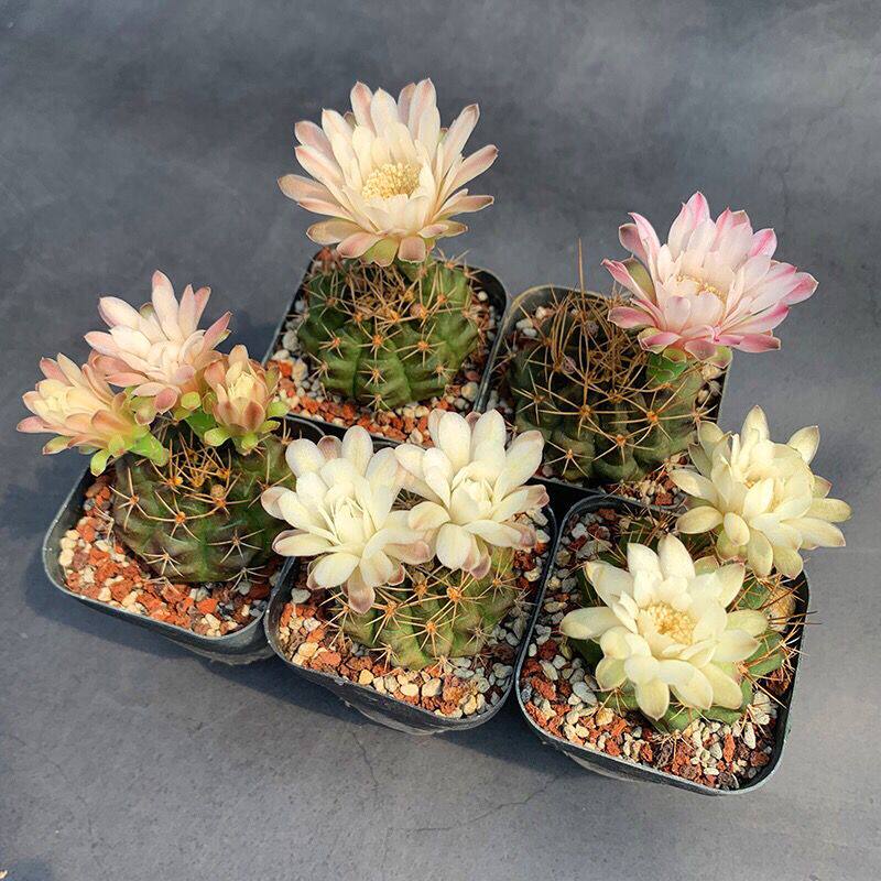 翠皇冠仙人球 尺寸4-10厘米 实生根 翠晃冠 满18元包邮非偏远地区