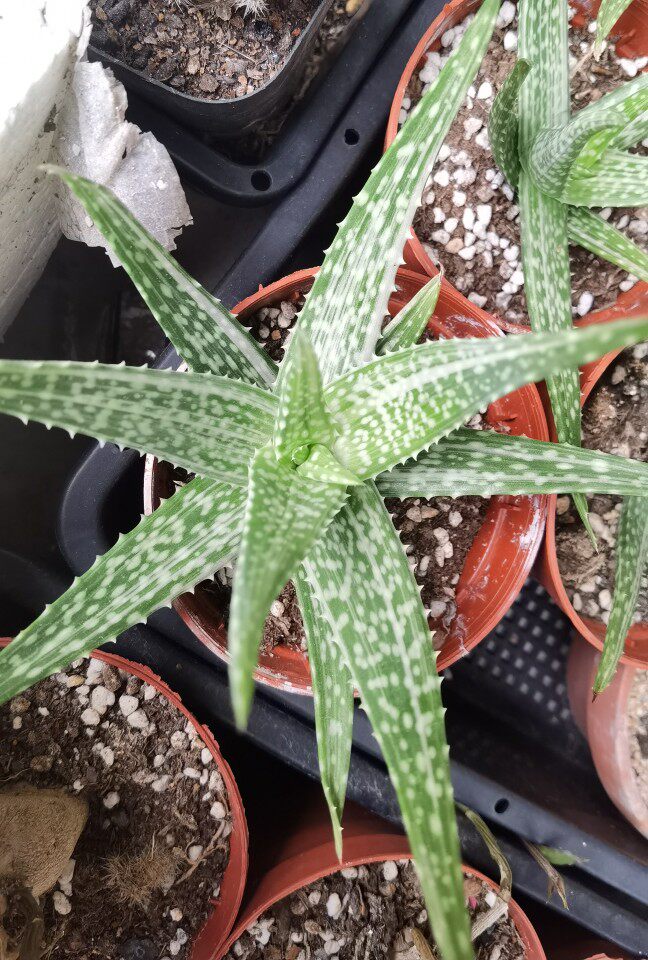 雪花芦荟锦 叶展8-10厘米以上园艺芦荟多肉植物满18元包邮非偏远