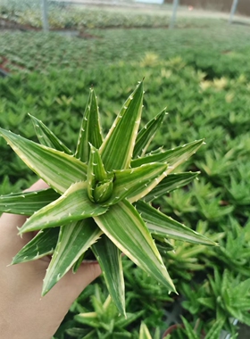 不夜城锦 叶展9-13厘米 拉丝锦园艺芦荟绿植 满18元包邮非偏远