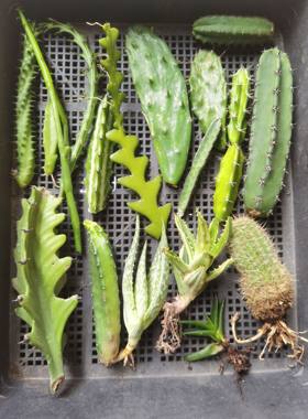20个品种侧芽 仙人球柱大戟科萝摩芦荟朱顶红多肉玉露 包邮非偏远