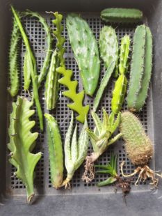 20个品种侧芽 仙人球仙人柱大戟科 萝摩科芦荟 朱顶红 包邮非偏远