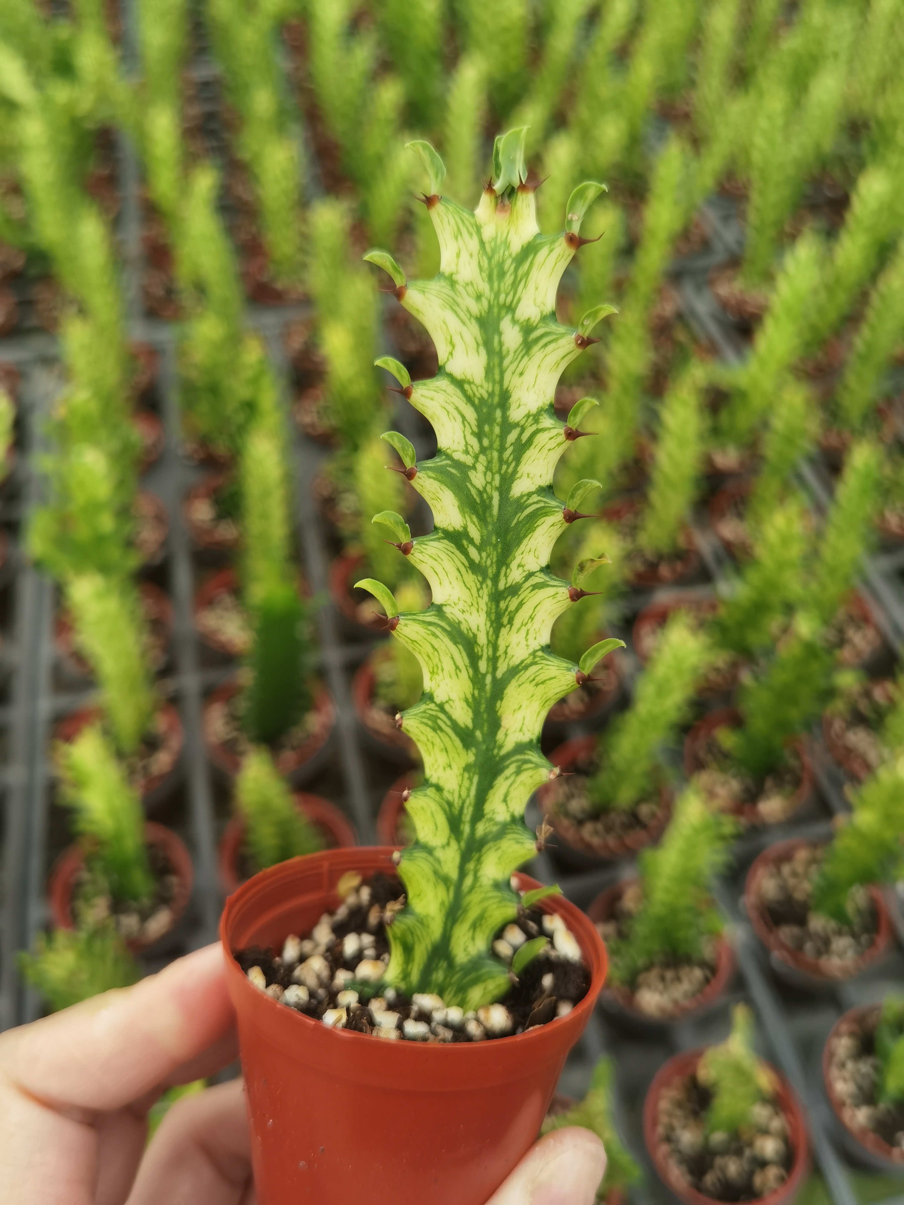 龙骨锦 玉龙锦 大戟科因多刺柱体有划伤砍头自根满18元包邮非偏远