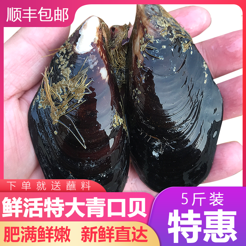 海鲜水产鲜活特大青口贝生鲜海鲜鲜活淡菜大号特大海虹贝类礼包邮