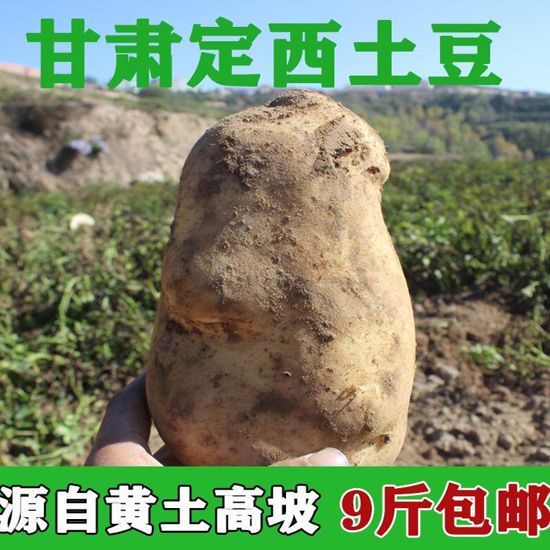 甘肃定西土豆新鲜现挖黄心洋芋沙面粉糯2026农家自种马铃薯批发