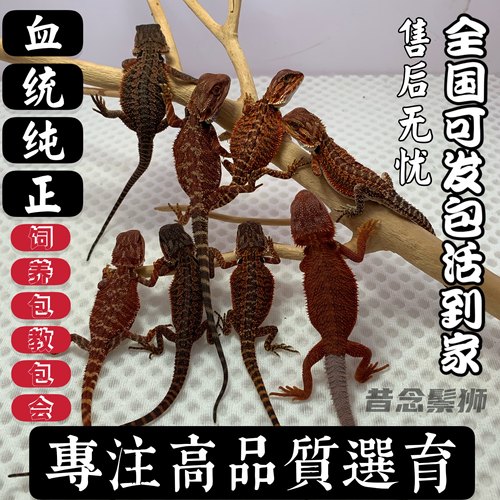 自繁精品鬃狮蜥蜴幼体大苗活体宠物爬宠苗子红系柑橘黄系超白zero