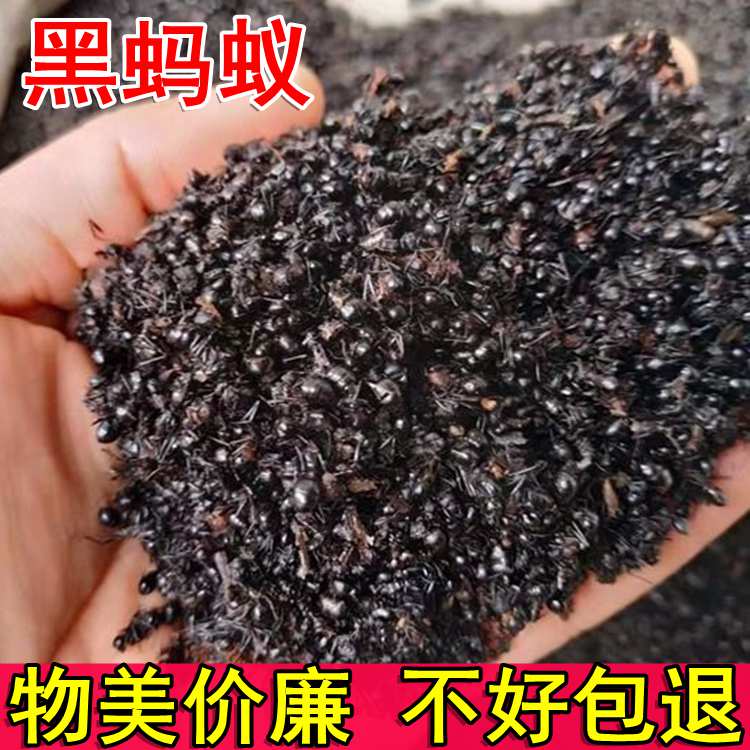 黑蚂蚁干野生长白山蚁拟黑多刺蚁250g养生泡酒料大蚂蚁酸黑蚂蚁粉