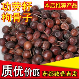 中药材 新货现货十大功劳籽 功劳子 枸骨子 猫儿刺 500克包邮