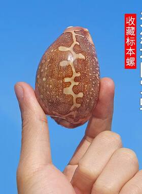 天然海螺贝壳地图宝螺精品收藏级标本螺鱼缸造景装饰创意橱窗设计