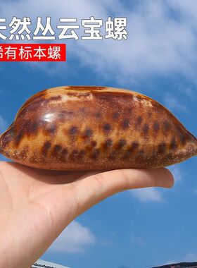 天然超大海螺大贝壳丛云宝螺白珊瑚海星标本摆件鱼缸造景