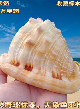 万宝螺稀有黄色贝壳海螺天然四大名螺鱼缸造景水族装饰工艺品摆件
