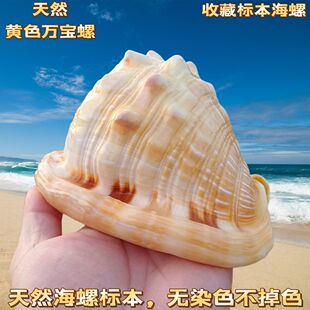 万宝螺稀有黄色贝壳海螺天然四大名螺鱼缸造景水族装饰工艺品摆件