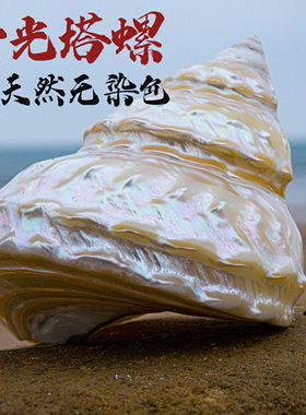 天然贝壳海螺珍珠塔螺荧贝壳螺天然塔螺家居鱼缸水族装饰光塔
