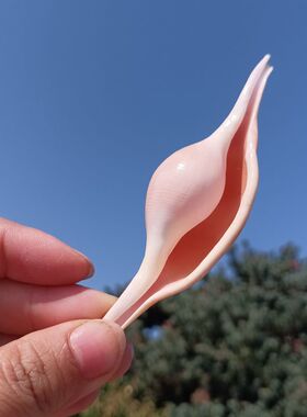 天然精品海螺贝壳糖果螺鱼缸水族造景装饰海洋风格创意家居摆件