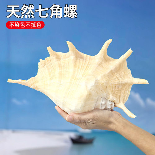 22-36cm超大七角螺蜘蛛螺家居摆件收藏标本鱼缸水族造景天然海螺