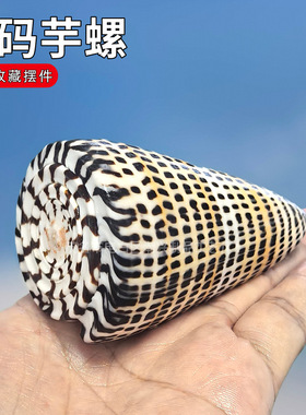 白色玉米螺密码芋螺鱼缸装饰品造景摆件收藏天然的海螺贝壳海螺壳