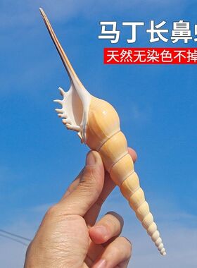 马丁长鼻螺天然海螺贝壳收藏标本家居橱窗装饰创意礼品