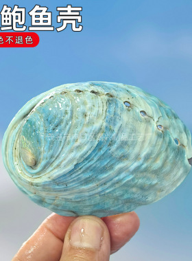天然蓝色鲍鱼壳新西兰鲍鱼壳鱼缸水族造景装饰家居收藏拍摄道具