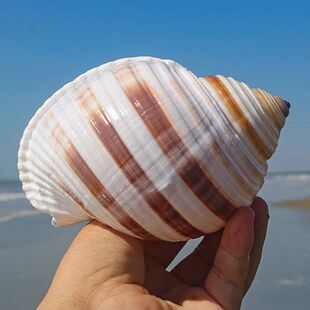 花点琴螺大海螺壳天然贝壳鱼缸卷贝鱼繁殖壳多肉天然室内摆件好看