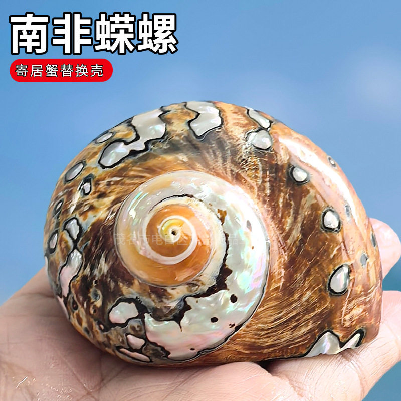 天然海螺贝壳南非嵘螺标本螺送礼鱼缸造景装饰家居摆件蝾螺珊瑚
