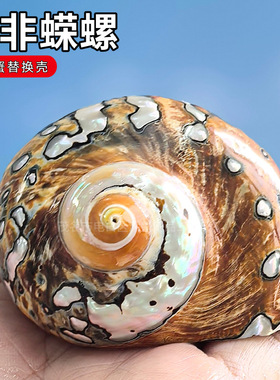 天然海螺贝壳南非嵘螺标本螺送礼鱼缸造景装饰家居摆件蝾螺珊瑚