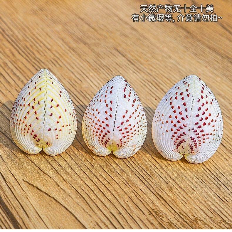 10个起批天然海螺贝壳心形情侣贝壳圆鸡心蛤草莓蛤情人节礼物