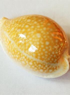 初雪宝螺天然稀有海螺贝壳稀有收藏标本螺鱼缸造景装饰家居地中海