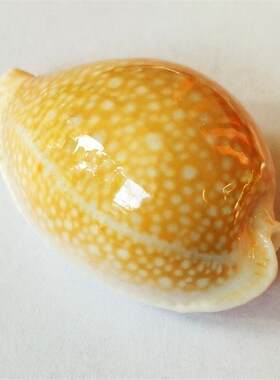 初雪宝螺天然稀有海螺贝壳稀有收藏标本螺鱼缸造景装饰家居地中海
