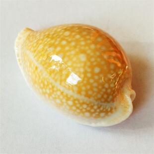 初雪宝螺天然稀有海螺贝壳稀有收藏标本螺鱼缸造景装饰家居地中海