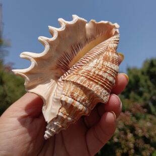 天然海螺多角螺鱼缸造景海螺壳摆件贝壳工艺品天家居然海边产物