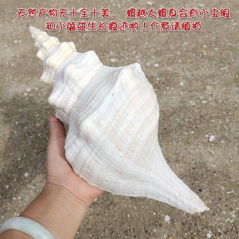 天然海螺天王赤旋超大海螺壳贝壳海星珊瑚螺贝可以切口吹响