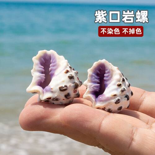 天然海螺贝壳超大蜘蛛螺七角螺爪子螺地中海家居摆件水族鱼缸造景